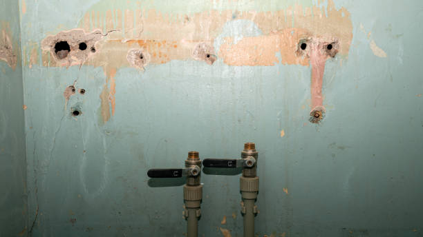 Best Mold Prevention and Remediation in USA